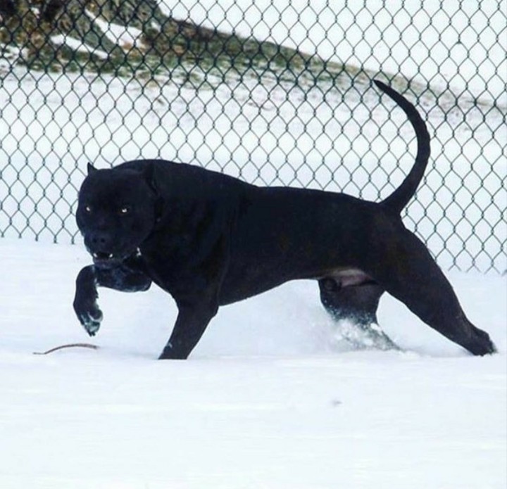 snow pitbull black dog angry
