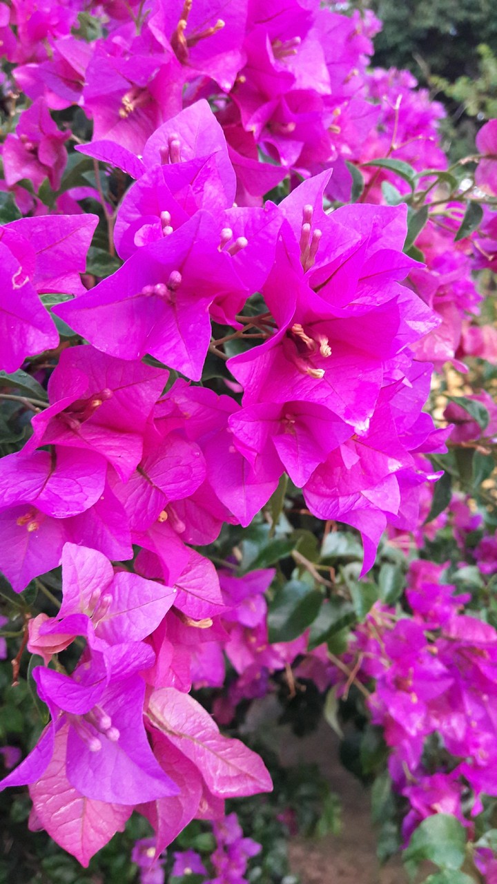 Flores roxas