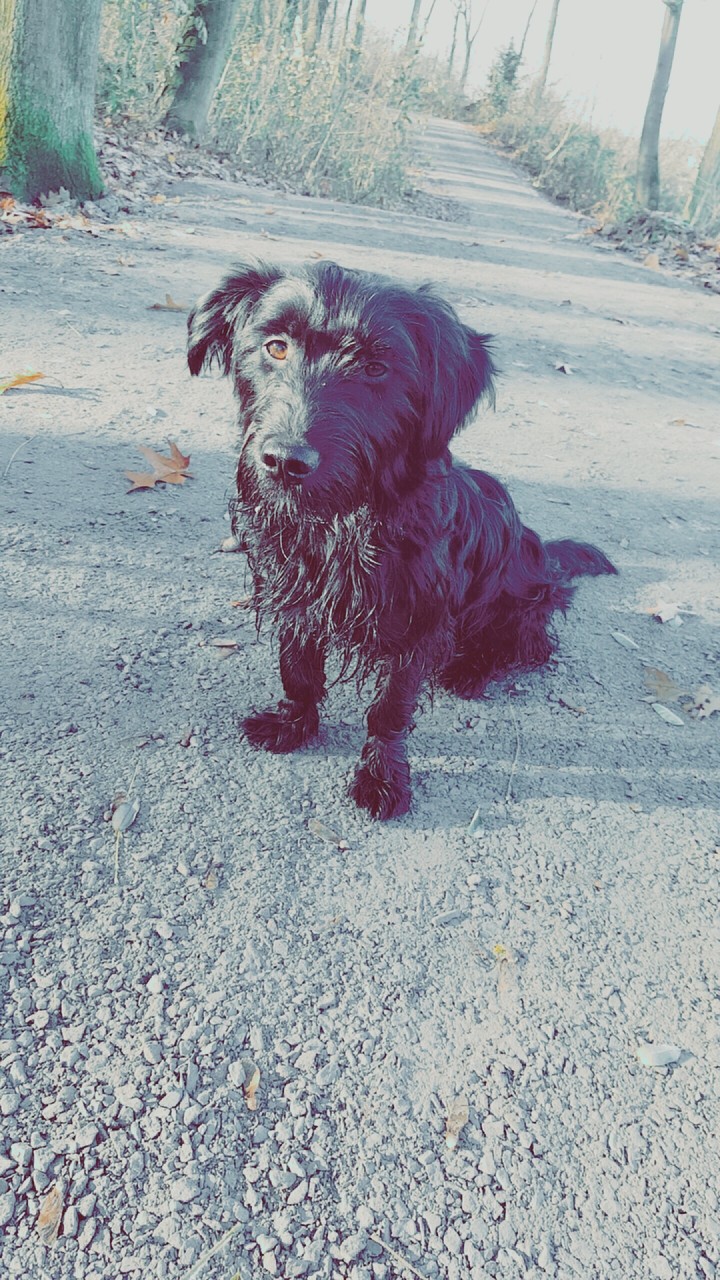 Dog