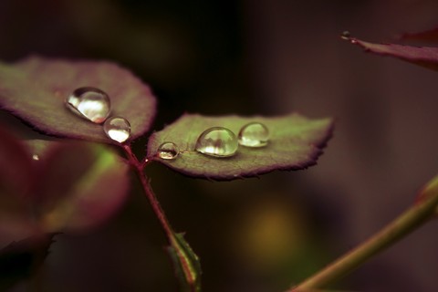 רקעים leaf, drop