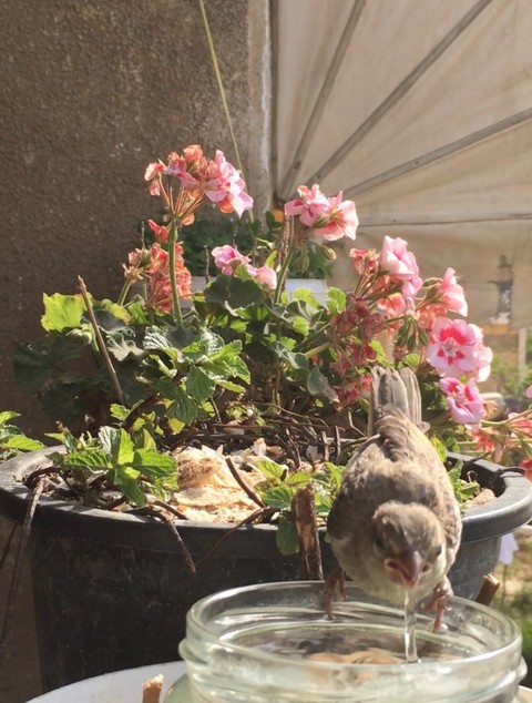 A bird drinking water