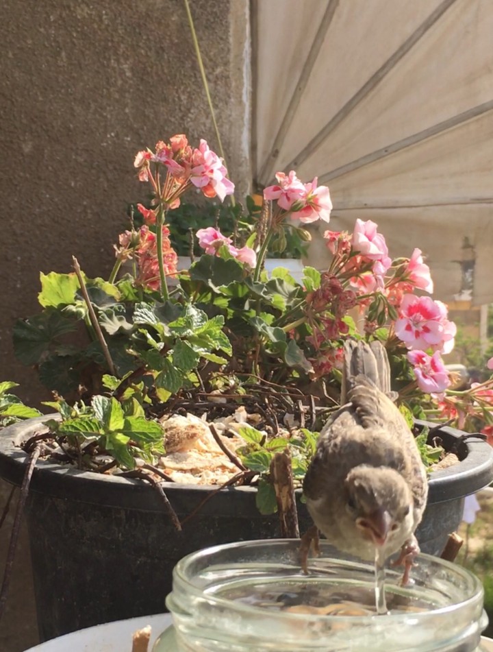 A bird drinking water