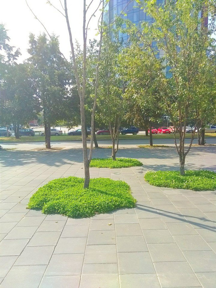 trees