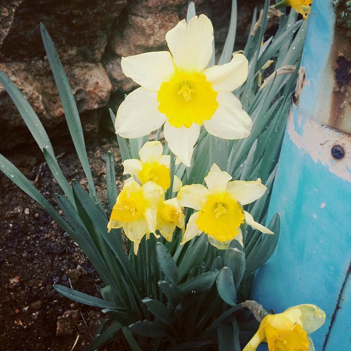 Narcissus