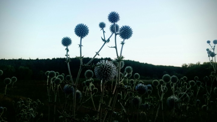 Thistle. Horizon