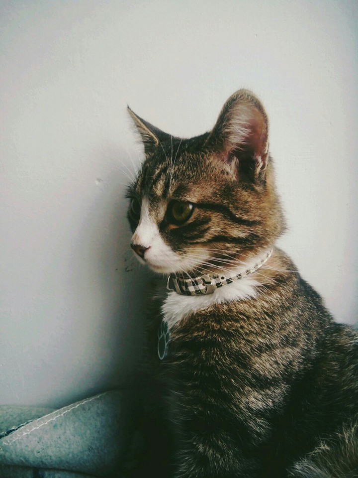 умненький котик