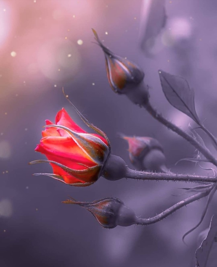 گوڵە باغ .... rose...roze