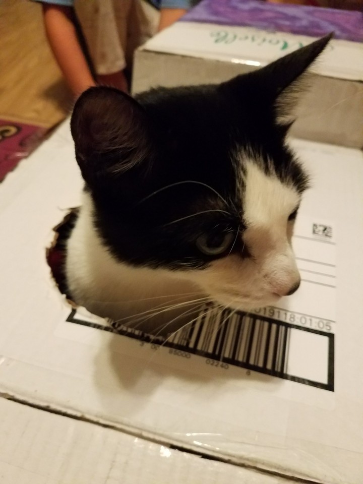 kitty in a box
