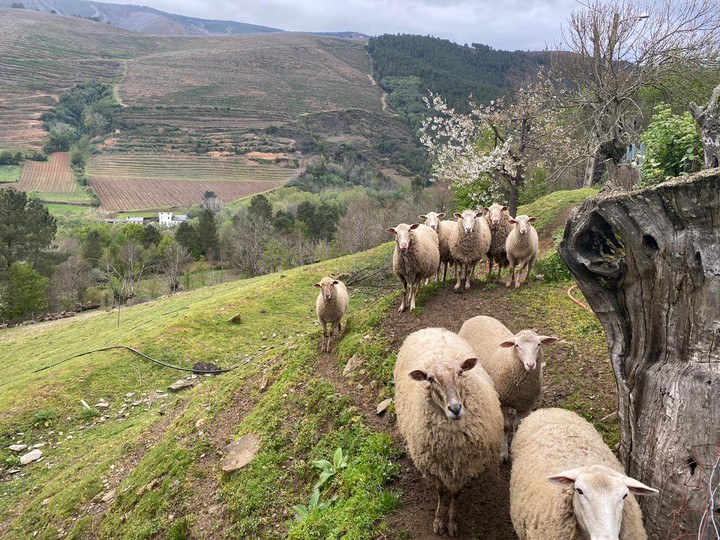 Mis ovejas  en los prados.