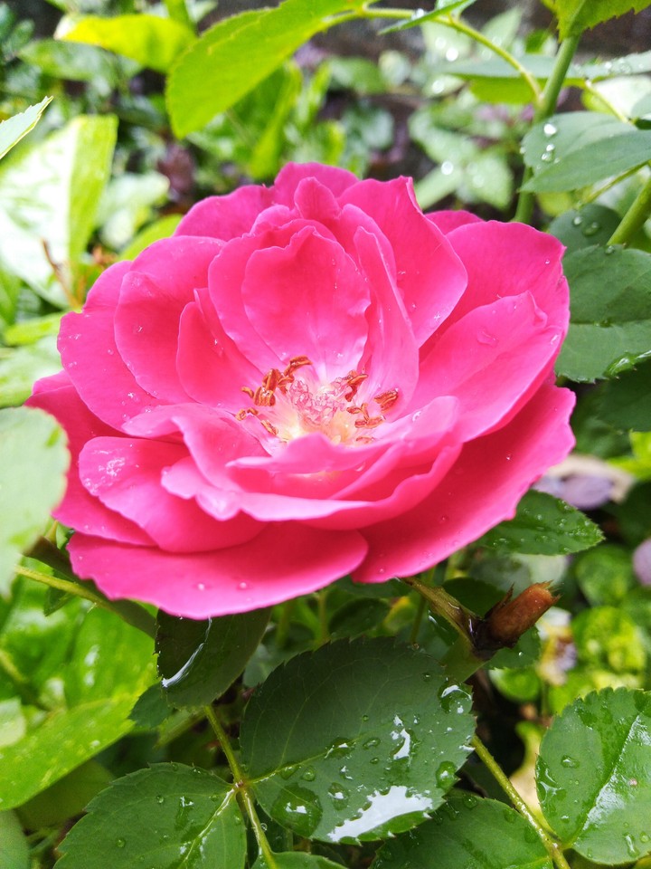 Pink Rose