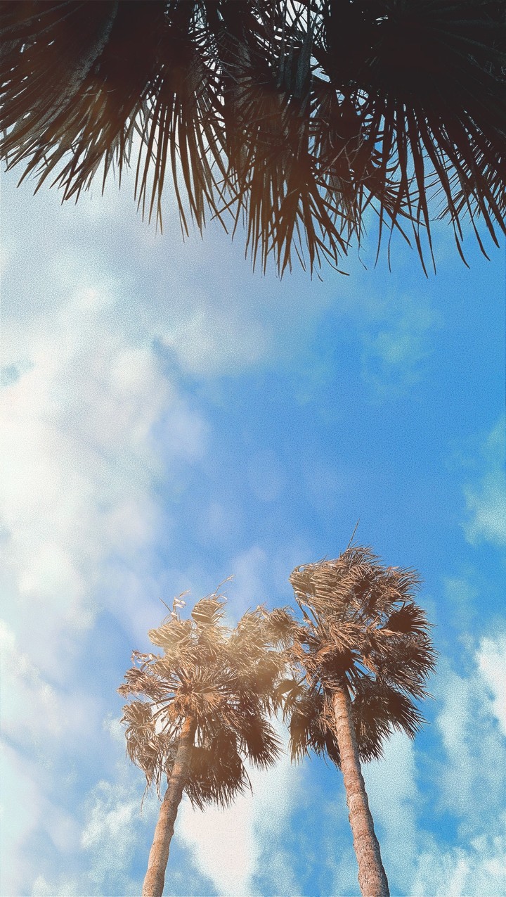 Palme