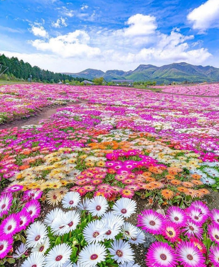 Field