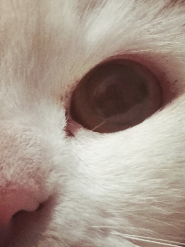 Милая кошечка для тебя)