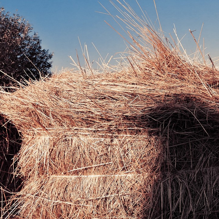 sheaf
