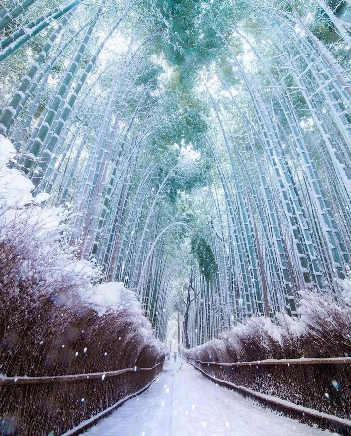 amazing winter ❄️?