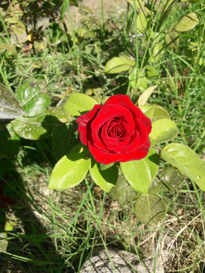 rose
