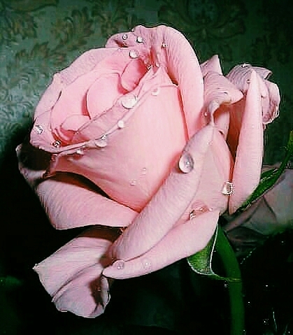 beautiful rose