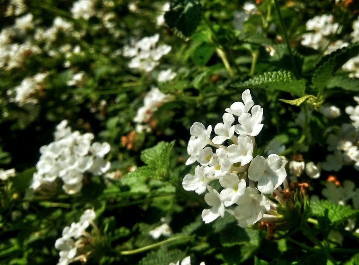 beauty of nature