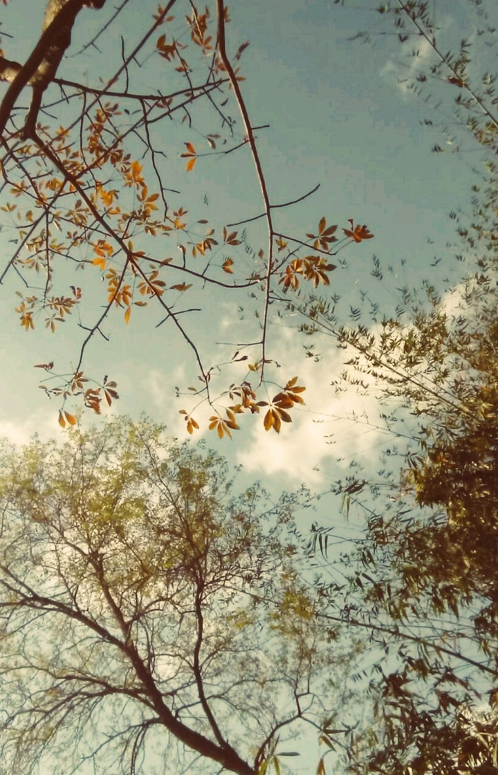 Skyway and Highway tree