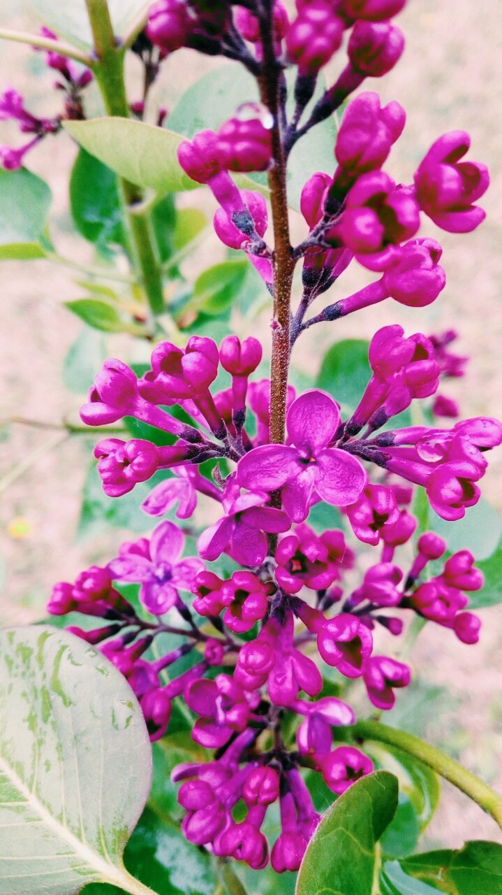 cheery lilac