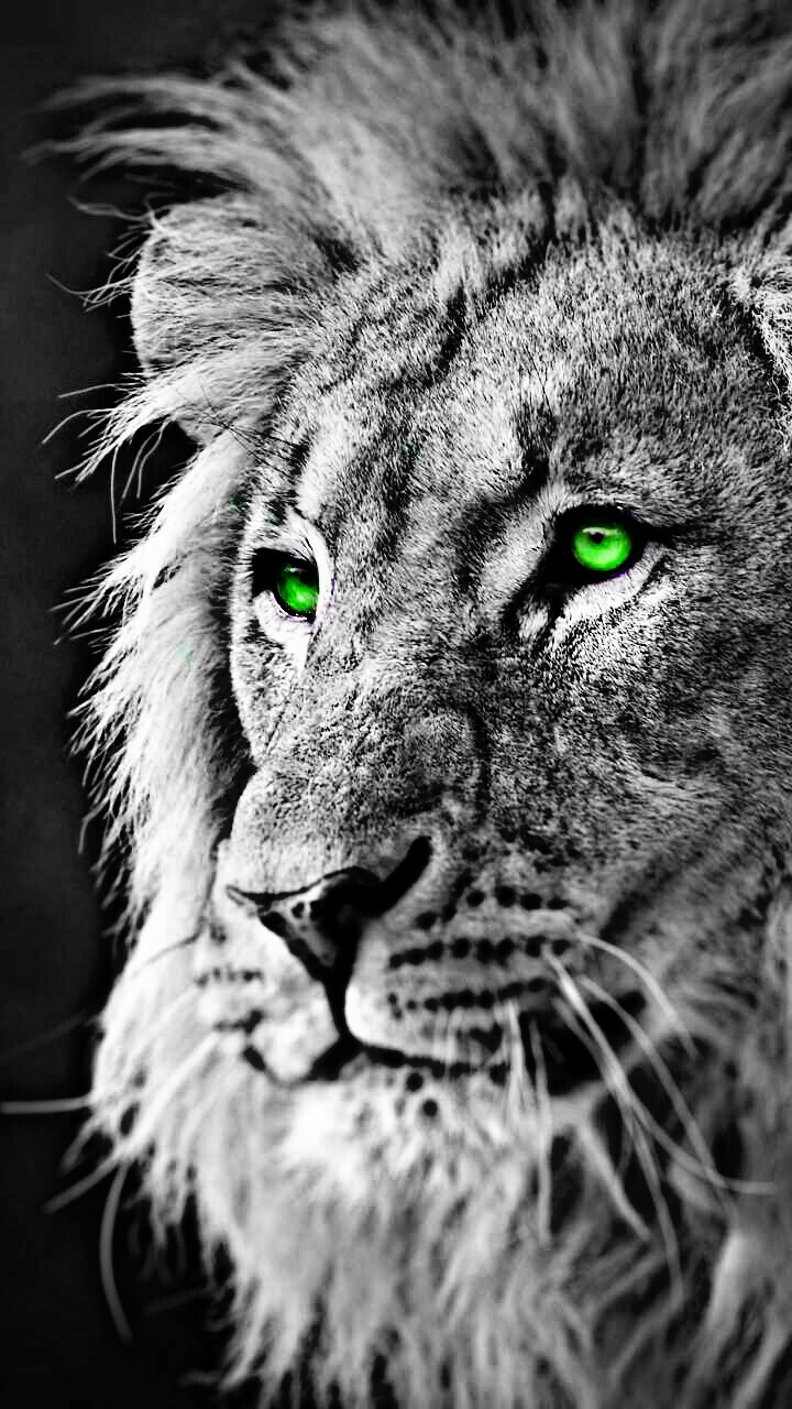 King Leão e