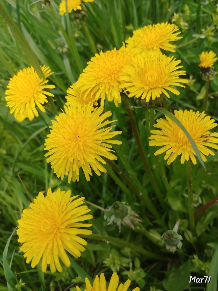flowers