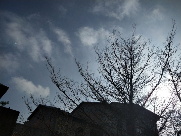 tree