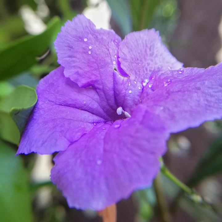 Petunia