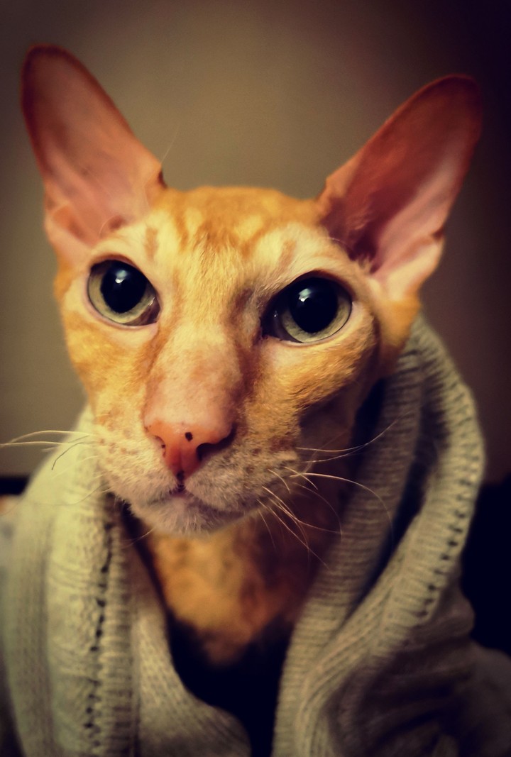 cat