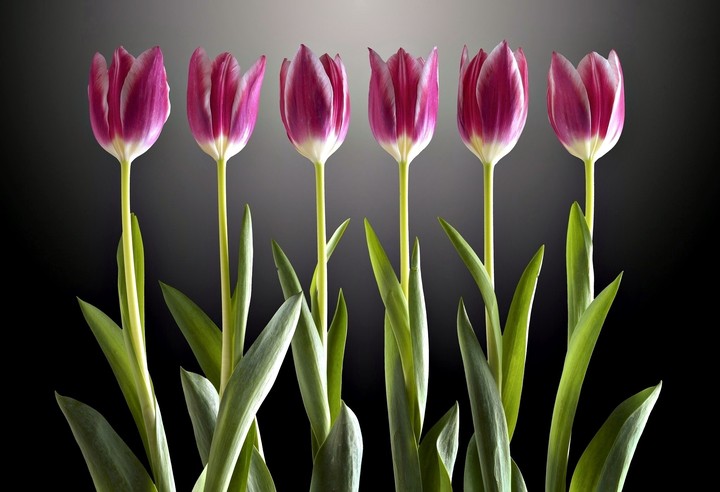 tulipán 
