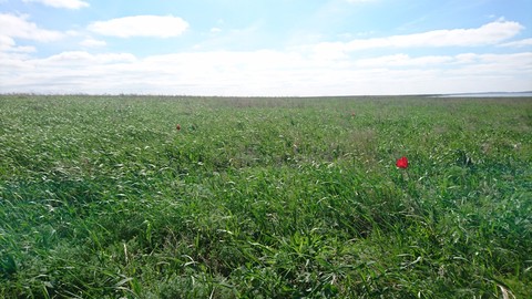Grassland