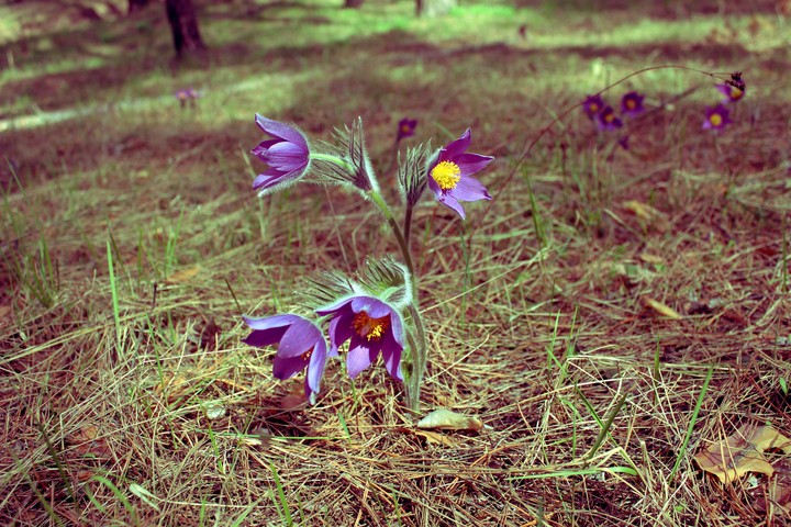 Snowdrop