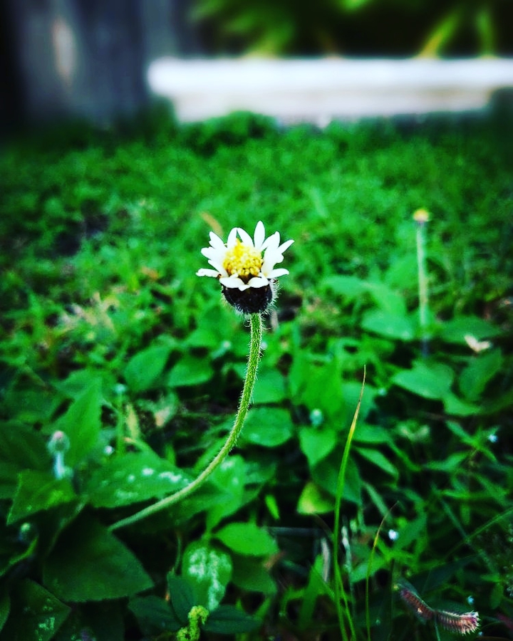 Pequeña