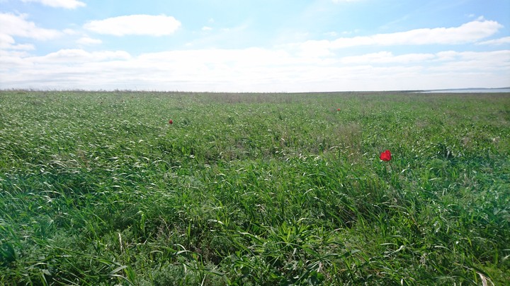 Grassland