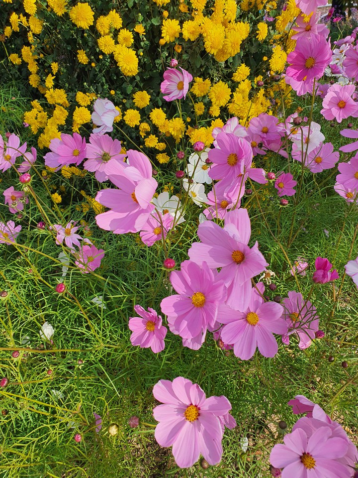코스모스