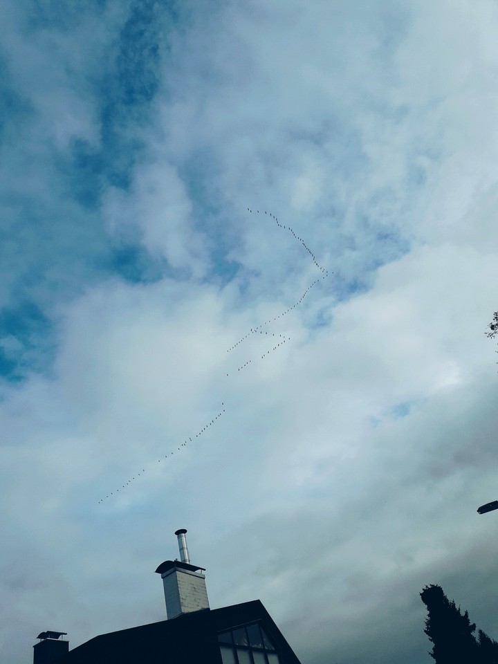 Birds are flying