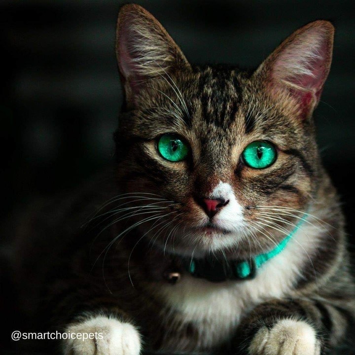 gatito