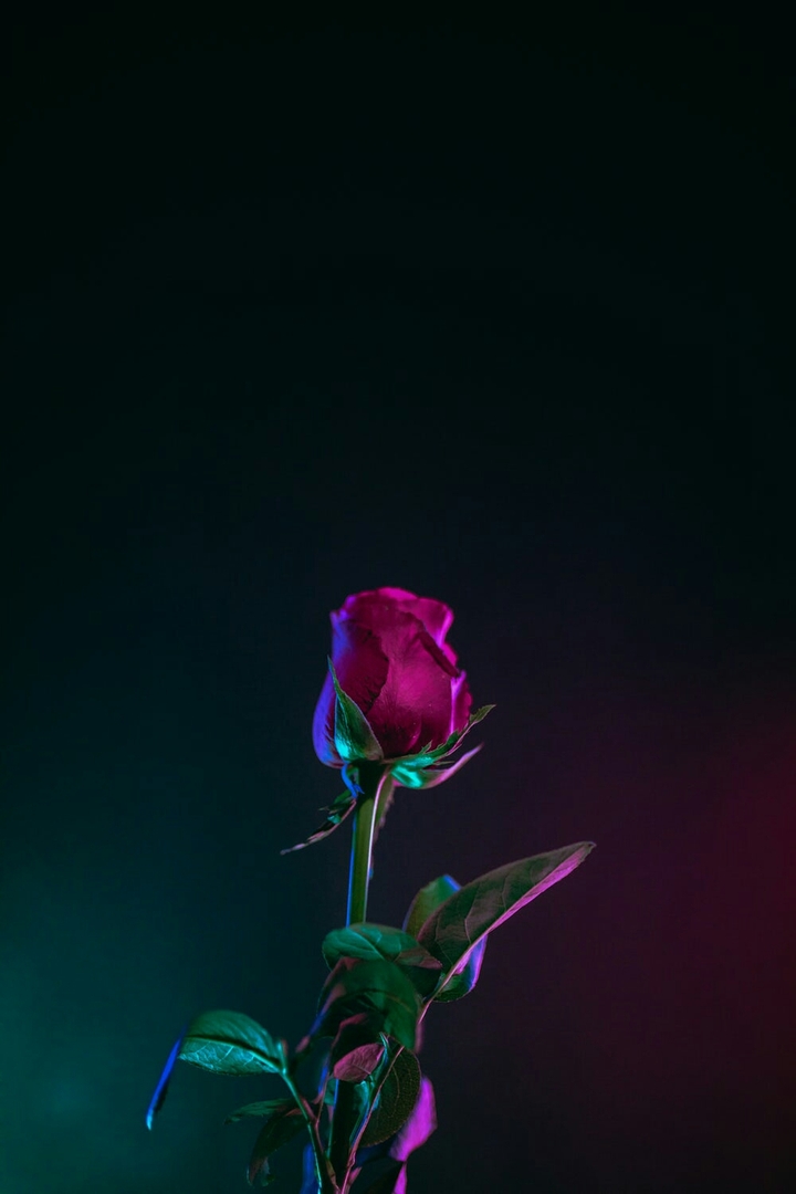 red flower