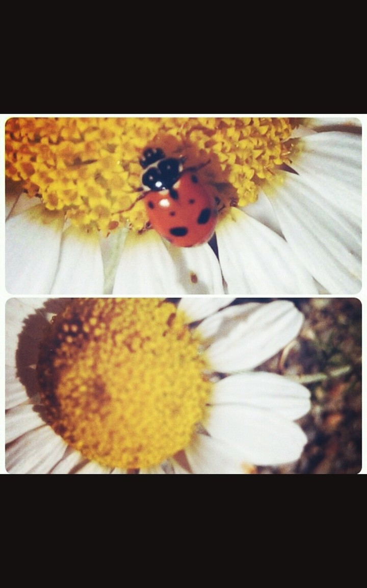 daisy
