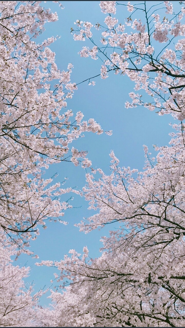 Cherry Flowers