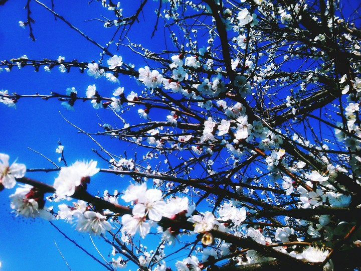 spring