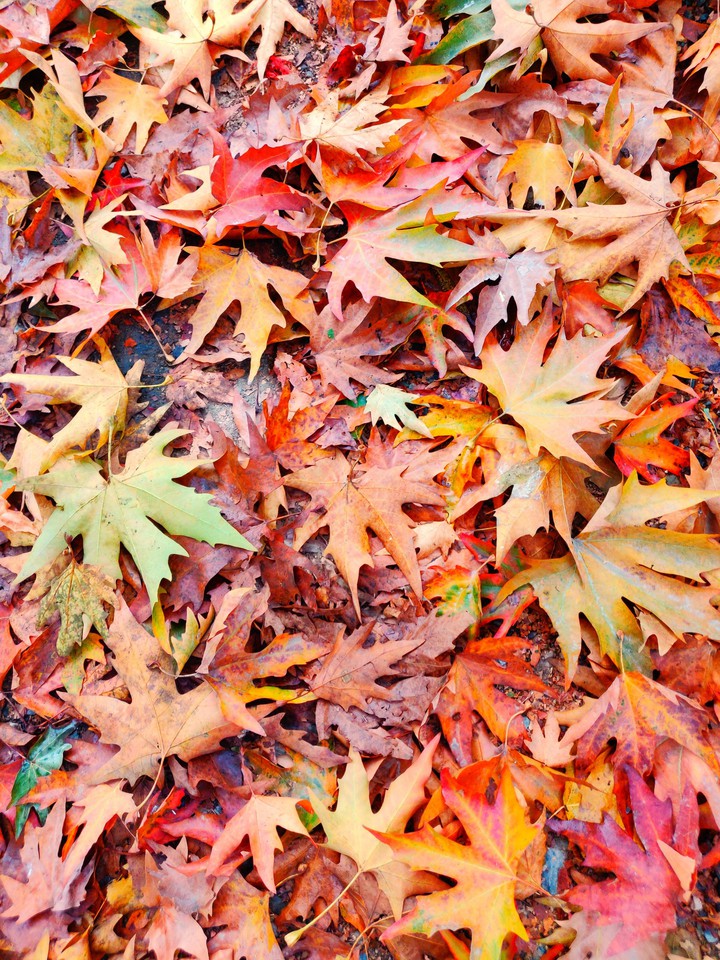 autumn Leaves