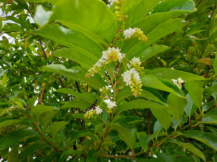 Citharexylum spinosum