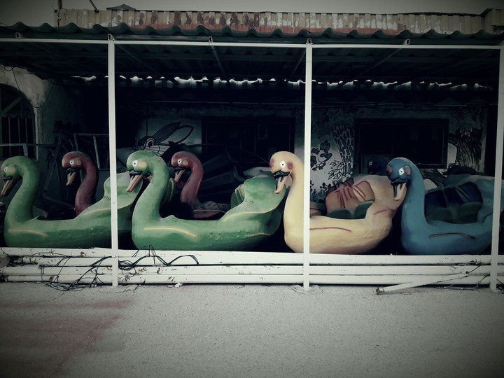 swans...dead...off...in amusement_park