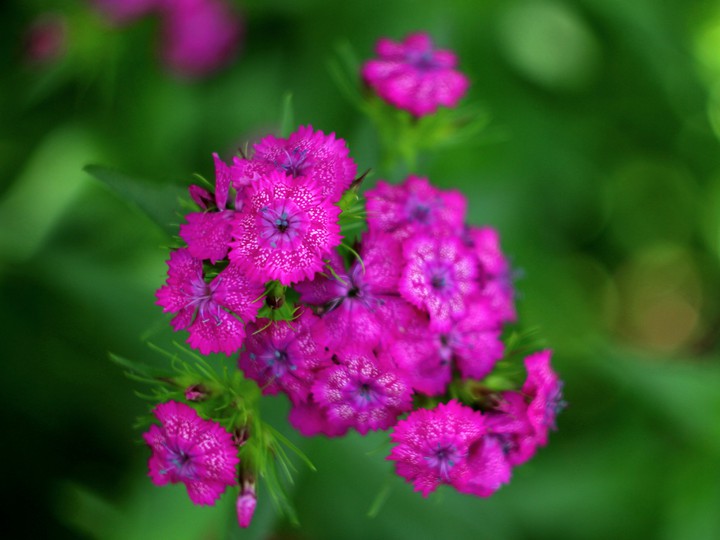 Carnations