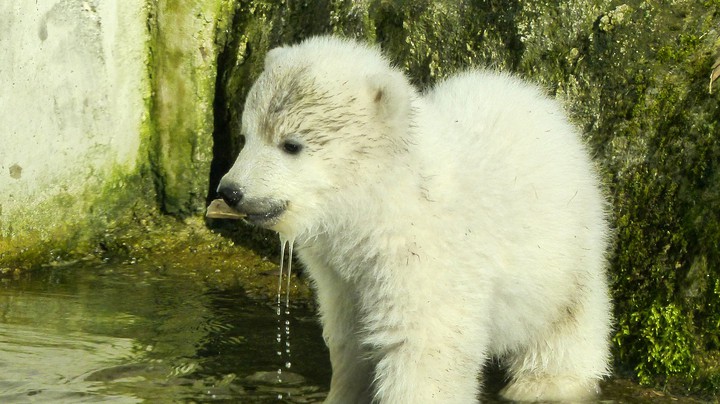 Tierpark Hellabrunn 2014