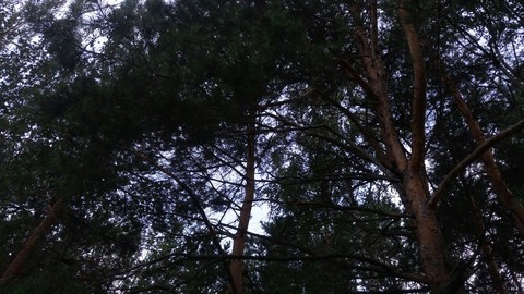 photo pine