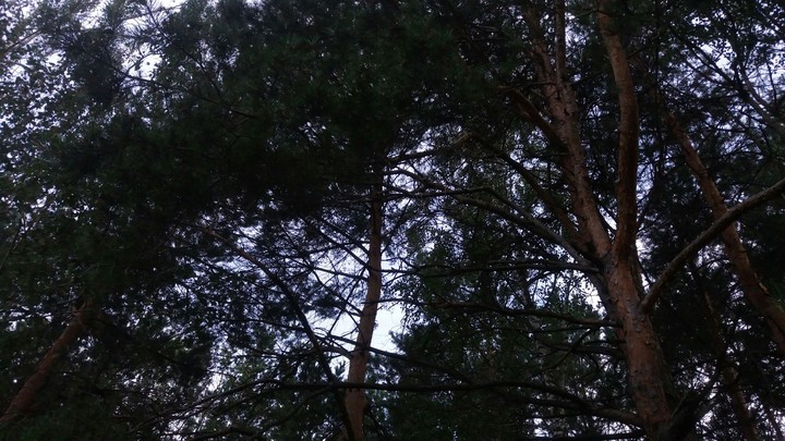 photo pine