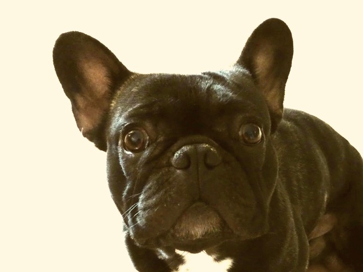 french bulldog Luke