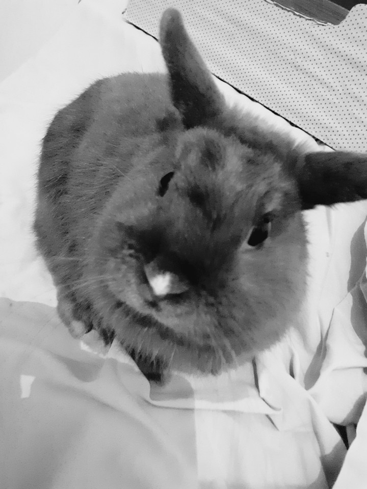 le lapin
